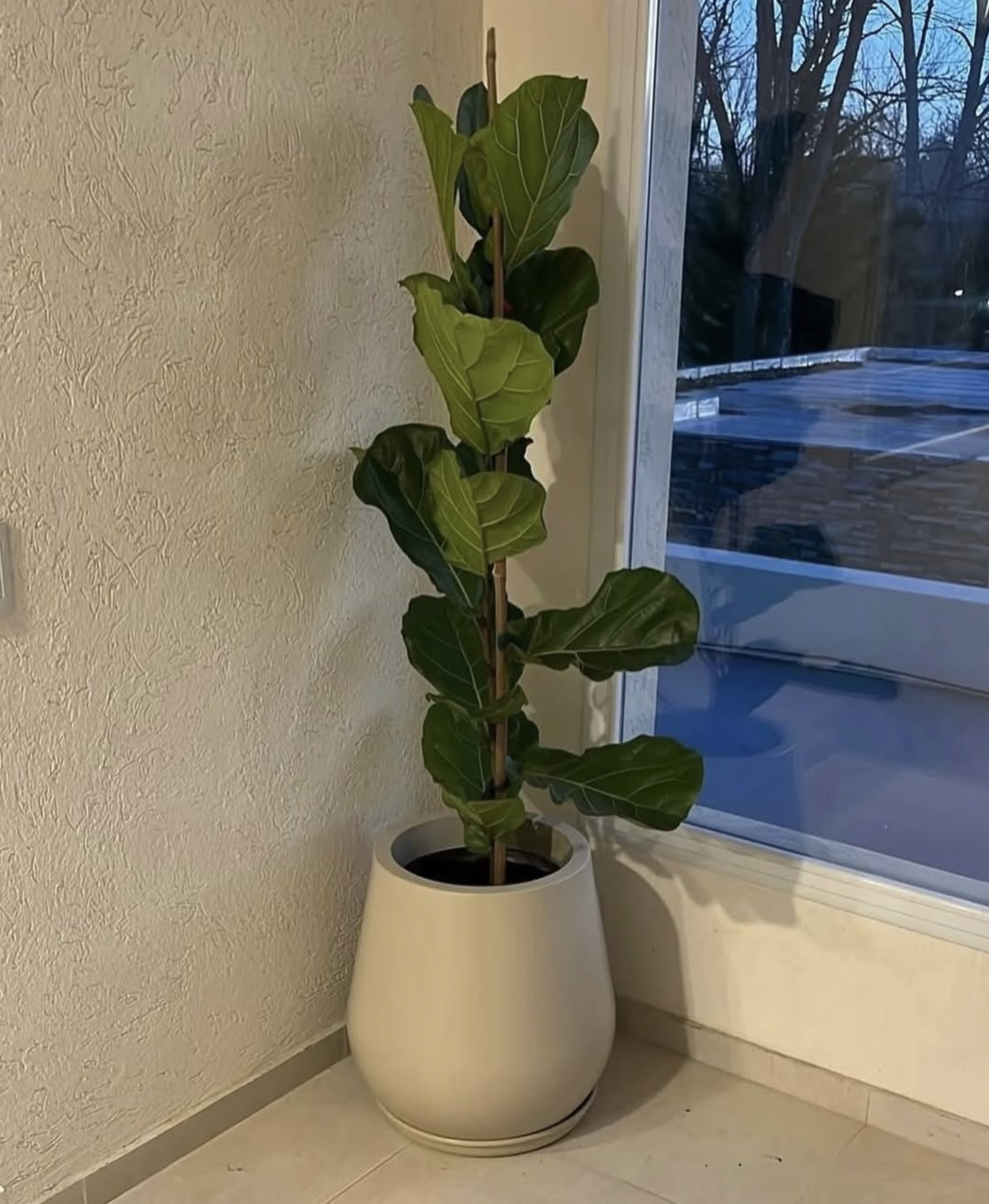 Planta Zantedeschia