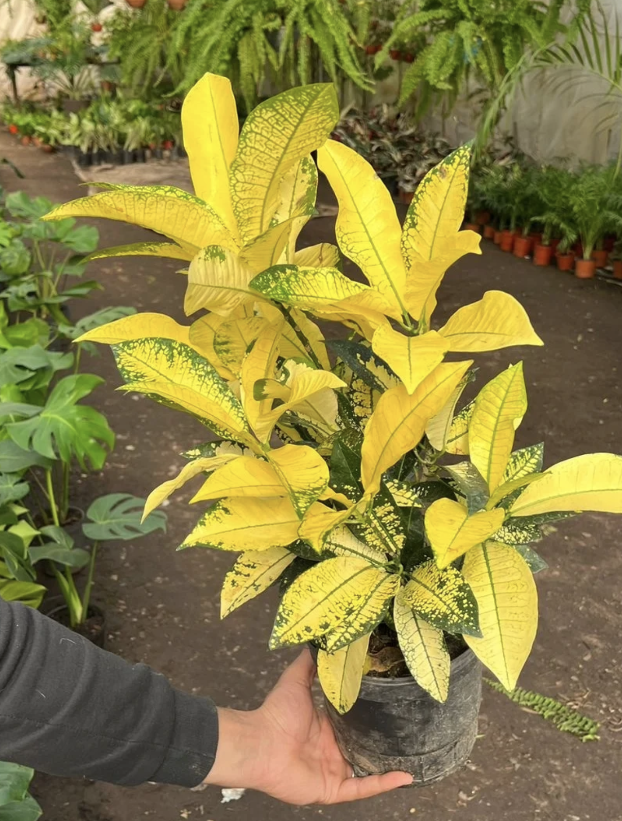 Planta Croton