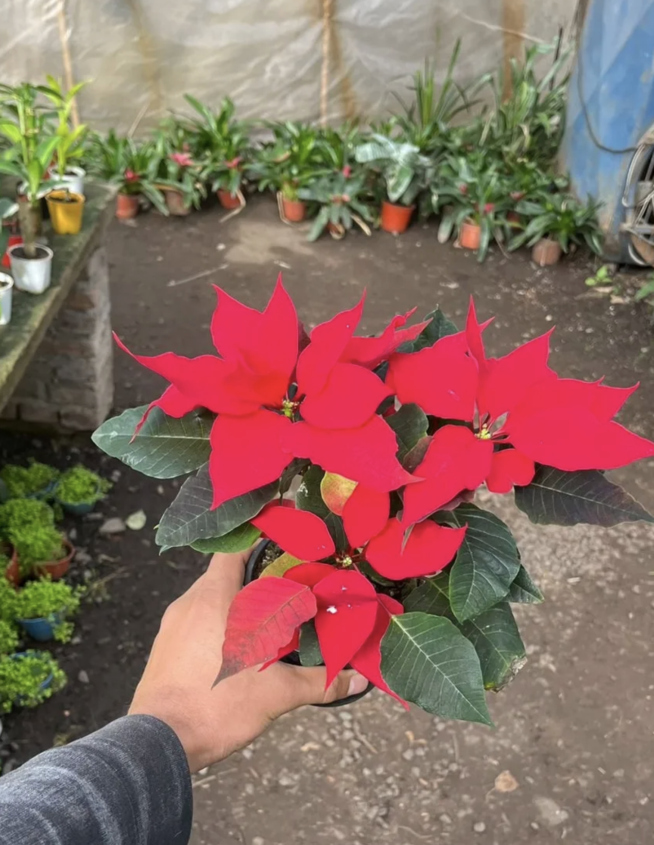 Poinsettia