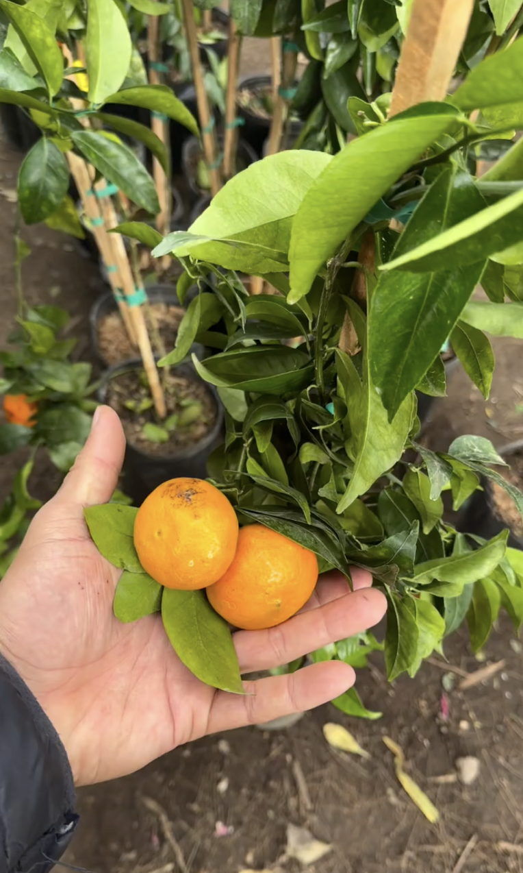 Cítricos Vivero