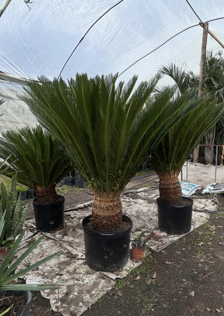 Palmeras Vivero